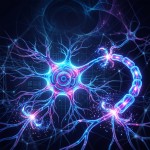 Die Bio-Supercomputer in deinem Kopf: Wie Neuronen dein Leben steuern